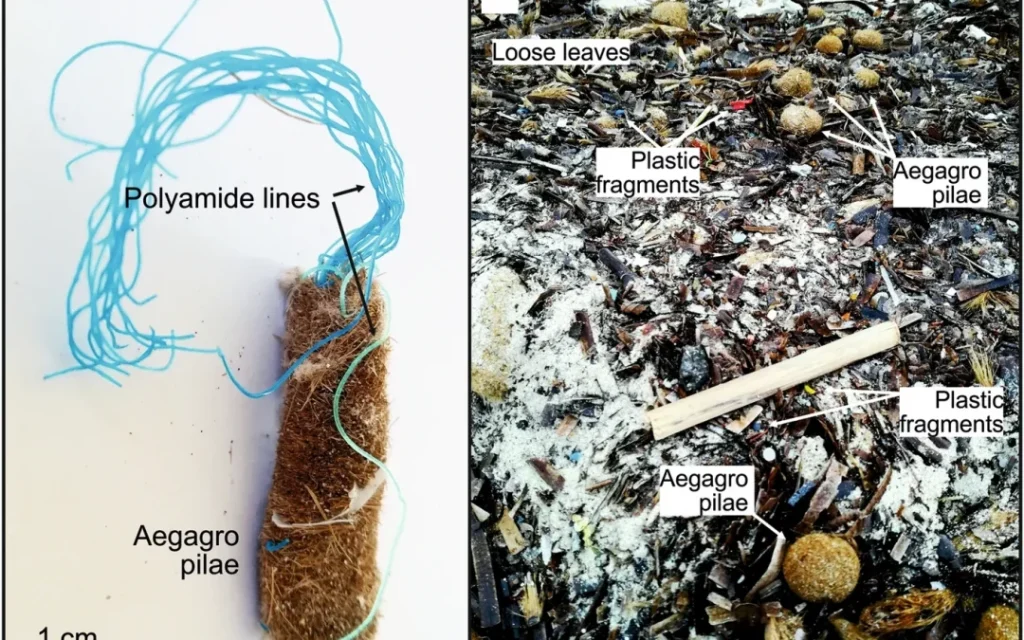 A) Filamentos de poliamida presos em pequenas "Bolas de Neptuno" e (B) "Bolas de Neptuno" e folhas soltas nas praias juntamente com detritos plásticos.