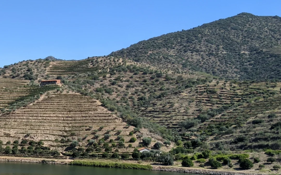 A Filoxera e os mortórios do Douro