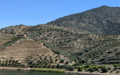 A Filoxera e os mortórios do Douro